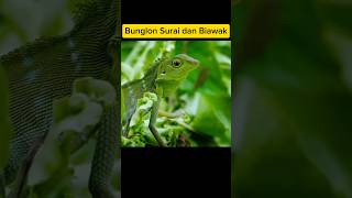 Bunglon Surai dan Biawak  Bronchocela jubata [upl. by Traggat]