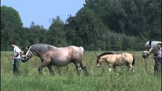 Les chevaux de traits  Le trait du Nord [upl. by Mika]