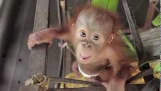 Baby Orangutan Rickina [upl. by Galatea]