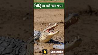 crocodile birds birdsingingmusic nature animals wildlife ezutv entertainment [upl. by Damiano305]