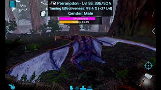 How to tame Pteranodon  Pteranodon saddle level requirement No bolas needed [upl. by Asit614]