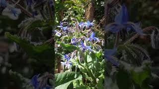 BORRAJAPLANTAS MEDICINALES y COMESTIBLES BORAGE MEDICINAL and EDIBLE PLANTS🥬🌼 shorts 2023 [upl. by Ardnuaed234]