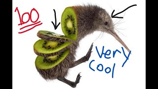 Why I love kiwi birds so heavily [upl. by Nehte509]