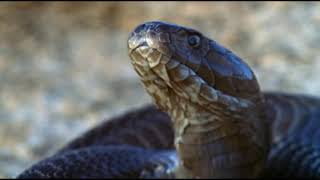 Mozambique spitting cobra [upl. by Aiseneg88]