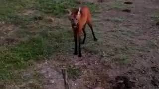 Graban a un ejemplar de Aguará Guazú en un campo de Selva [upl. by Adnoluy]