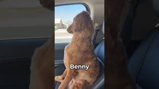 This dog gave the silent treatment until he heard his favorite word leahmstockton [upl. by Philipp]