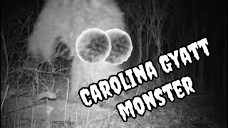 Rare footage of￼ the Carolina Gyatt monster [upl. by Secilu]