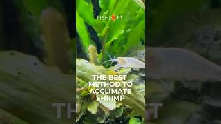 How to Acclimate Your Shrimp aquarium fishtank aquascape aquariumshrimp [upl. by Ahsena]