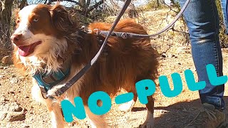 How to Use a NoPull Harness with a TwoPoint Leash Attachment [upl. by Ettenay793]