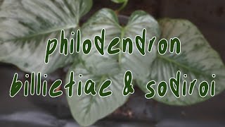 HOUSEPLANT CARE  repotting philodendron sodiroi philodendron billietiae [upl. by Eckardt]