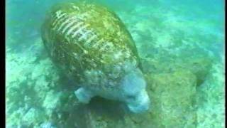 Introduction to Manatees [upl. by Knowland]