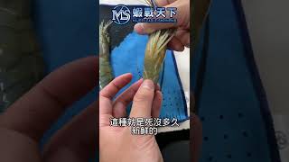 如何分辨蝦子新鮮度 【MLS蝦戰天下】17shrimp 台湾のエビ釣り shrimpfishing 새우낚시 shorts [upl. by Bresee]