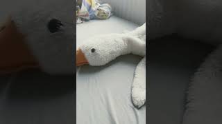 Wait meme cute goose plushie [upl. by Elleirda]