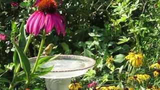 An Enjoyable Cottage Garden with Wildlife [upl. by Ahsinam]