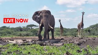 ol Donyo Lodge  Wildlife Live Stream – Kenya [upl. by Patience]