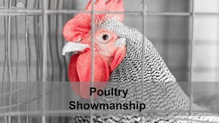 4H Poultry Showmanship [upl. by Etolas]