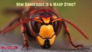 Are Wasps Dangerous [upl. by Meit]