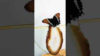 🦋Őszi színekben pompázó Siproeta epaphus foryou lepke insect nekedbe motobutterflylepkekert [upl. by Maddie322]