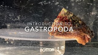 Introduction to Gastropoda [upl. by Huxham]