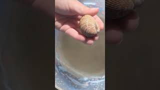 Busy Bivalves  Padre Island Life Shorts LearnwithUs STEAMfamilyfun Bivalve Clam [upl. by Shriner201]