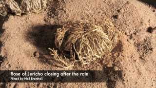 Life cycle Rose of Jericho resurrection plant time lapse [upl. by Gloria]