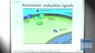 Bio Sci 93 DNA to Organisms Lec 24 Genetic Basis of Development [upl. by Yelime]