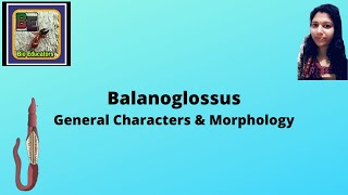 Balanoglossus Characters amp morphology [upl. by Ymmac]