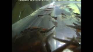 Freeland Elementary Salmon Cam [upl. by Aivek]