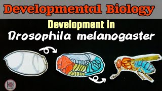 Development in Drosophila spDorsalVentral amp AnteriorPosterior axis paperpenbiology [upl. by Pren]