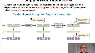 ASHISH SHARMACategories of mutations part 2 for Msc semIII [upl. by Odlopoel]