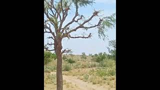 Prosopis Cineraria plants nature [upl. by Pillsbury]