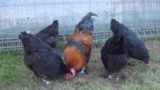 gallinas de raza marans negro cobre [upl. by Lotti]