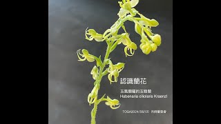 認識蘭花：玉鳳蘭屬玉蜂蘭Habenaria ciliolaris Kraenzl  TOGA20240805 月例審查會栽培者：孫銘鴻主審分享者：黃玉山老師 [upl. by Saraann]