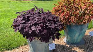 Colorblaze Coleus Comparison [upl. by Anay]