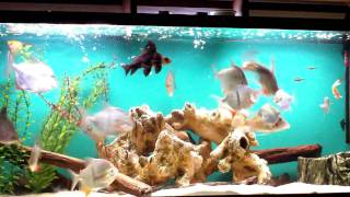 Bet youve never seen a fish tank like this on youtube [upl. by Adyahs]