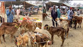 Beautiful Young Calves Became Cheaper In The Cattle Market  Luddan MandiPK [upl. by Danica]