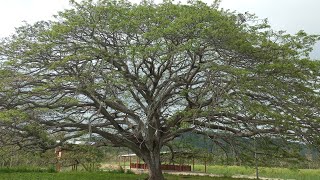 Caballerizas Boca de Briceño Manabi Ecuador [upl. by Aihsyla]