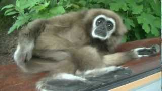 Wrocław Zoo Poland Lar gibbon  Gibon białoręki [upl. by Etteniotna]