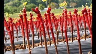 Viticulture production de barbus plants de vigne résistant au Phylloxera [upl. by Winthrop817]