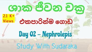 Nephrolepis වතුර වගේ ලියමු [upl. by Sacksen181]