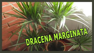 LA DRACENA MARGINATA  LA PIANTA CHE PURIFICA LARIA  CONOSCERLA E COME COLTIVARLA [upl. by Nalrah354]