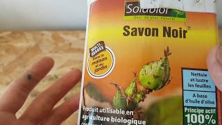 PUCERON  Lutte grâce au SAVON NOIR naturel Agriculture biologique [upl. by Liu]