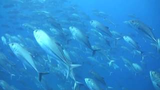 Large school of Big Eyes JacksTrevallies Caranx sexfasciatus  Philippines [upl. by Andryc]