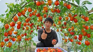 Wish I knew this method of growing tomatoes sooner Many large and succulent fruits [upl. by Amelie]