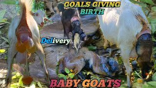 goat giving birth to baby goat  goat delivery time pregnancy pregnancy goats [upl. by Yecnahc385]