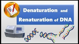 Denaturation and Renaturation of DNA [upl. by Nah]