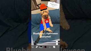 Halloween is soon🎃👻 beetlejuice halloween funny puppy blueberry [upl. by Susejedairam]