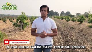 Mulching in avocado orchards in India  6268643227  Indo Israel Avocado  Harshit Godha Vlog 103 [upl. by Elleunamme991]