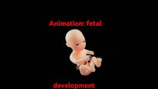 From week 5 Embryo to fetus before birth shortvideo pregnancy baby August 24 2024 [upl. by Myrah151]