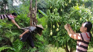 The hardship of picking mangoes to sell and returning home was robbed of all the money [upl. by Zelikow]